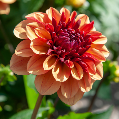 Dahlia tubers - 3 pcs. - Dahlia 'Sweet & Honey' - Flower Bulbs