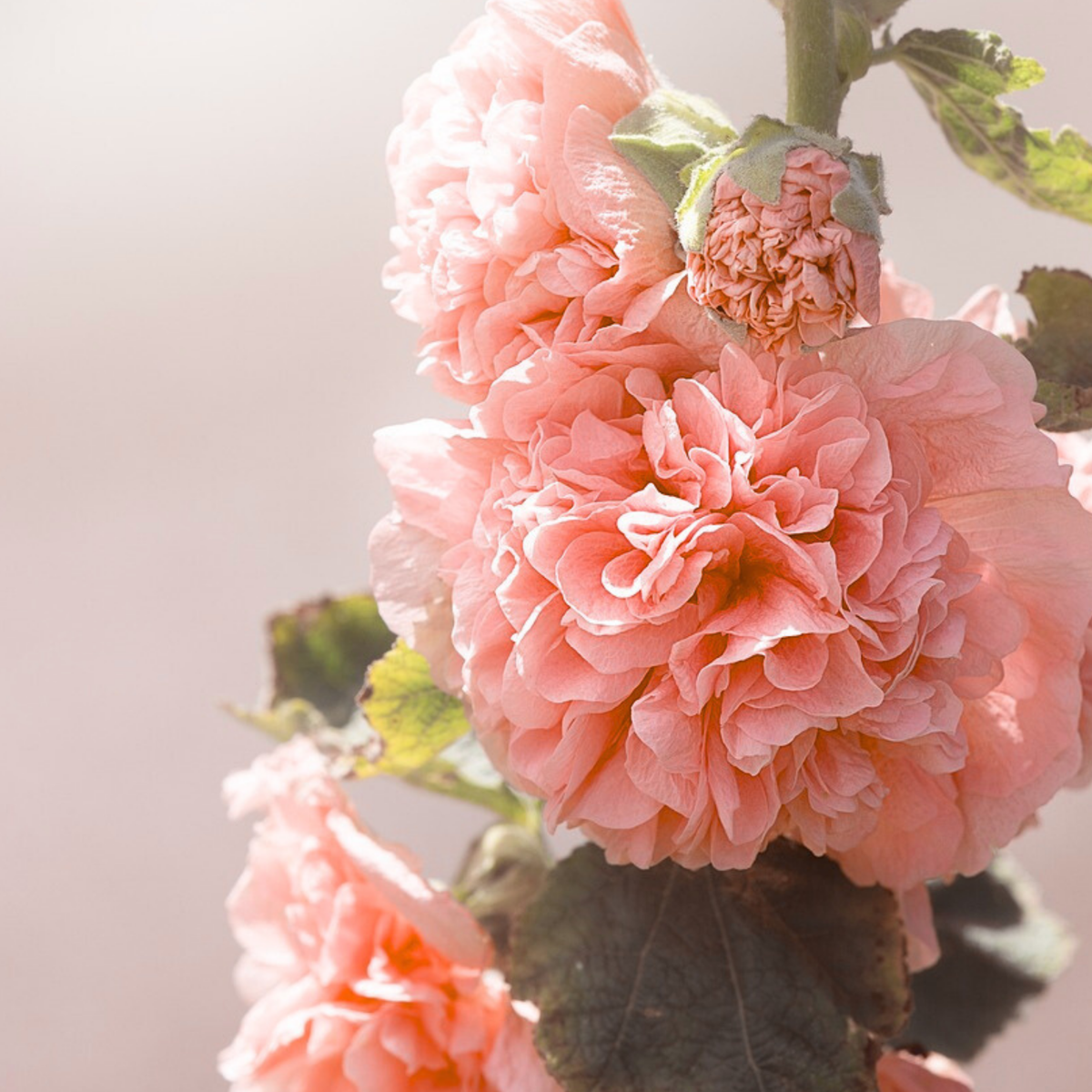 Hollyhock - 6 pcs. - Alcea Rosea 'Peaches 'N Dreams' - Root balls - Pink