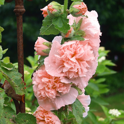 Hollyhock - 6 pcs. - Alcea Rosea 'Peaches 'N Dreams' - Root balls - Pink