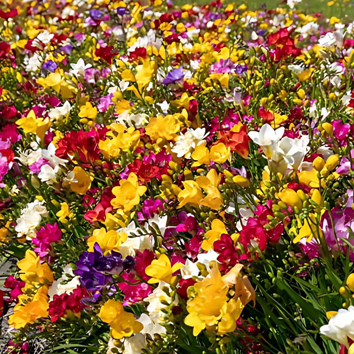 Spring Bulbs - 40 pcs. - Freesia Mix - Flower Bulbs