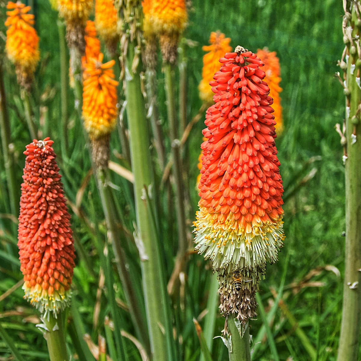 Red Hot Poker - 3 pcs. - Tritoma Kniphofia 'Alcazar' - Root balls - Orange