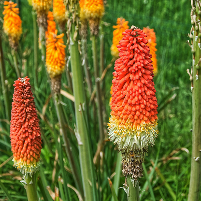 Red Hot Poker - 3 pcs. - Tritoma Kniphofia 'Alcazar' - Root balls - Orange