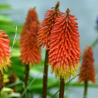 Red Hot Poker - 3 pcs. - Tritoma Kniphofia 'Alcazar' - Root balls - Orange