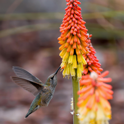 Red Hot Poker - 3 pcs. - Tritoma Kniphofia 'Alcazar' - Root balls - Orange