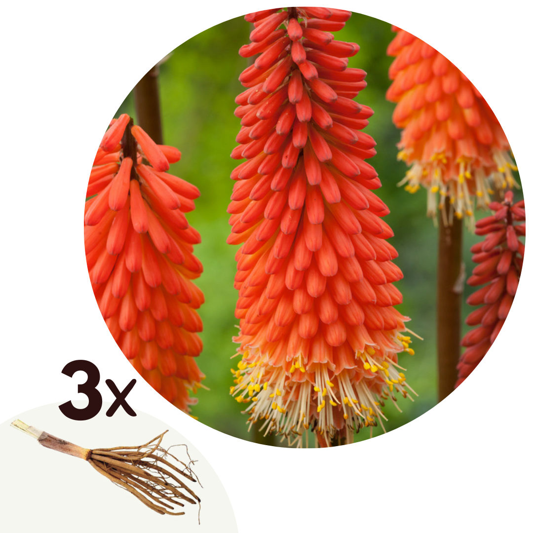 Red Hot Poker - 3 pcs. - Tritoma Kniphofia 'Alcazar' - Root balls - Orange