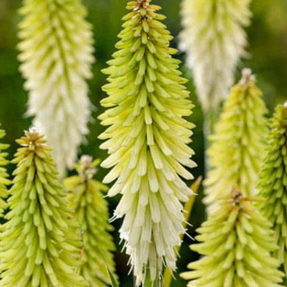 Red Hot Poker - 3 pcs. - Tritoma Kniphofia 'Ice Queen' - Root balls - White