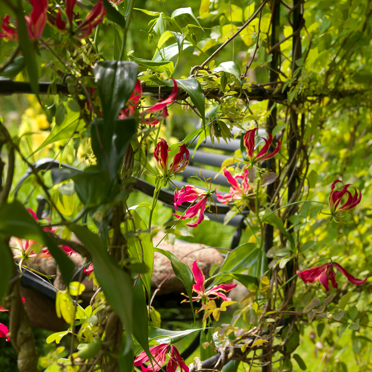 Flame Lily - 3 pcs. - Gloriosa 'Rothschildiana' - Root balls - Red