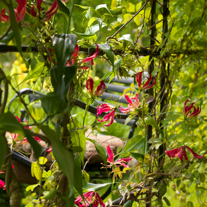 Flame Lily - 3 pcs. - Gloriosa 'Rothschildiana' - Root balls - Red