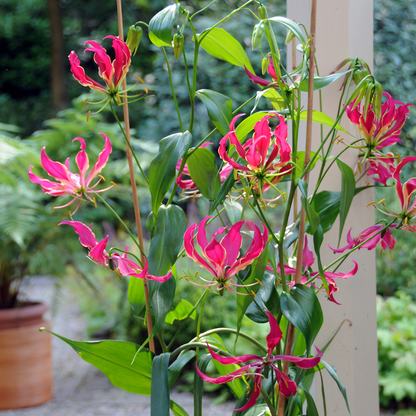 Flame Lily - 3 pcs. - Gloriosa 'Rothschildiana' - Root balls - Red