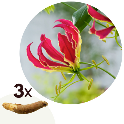 Flame Lily - 3 pcs. - Gloriosa 'Rothschildiana' - Root balls - Red