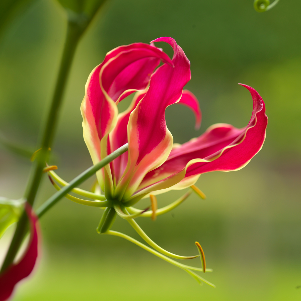Flame Lily - 3 pcs. - Gloriosa 'Rothschildiana' - Root balls - Red