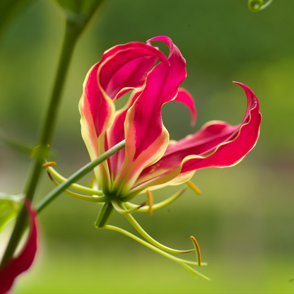 Flame Lily - 3 pcs. - Gloriosa 'Rothschildiana' - Root balls - Red
