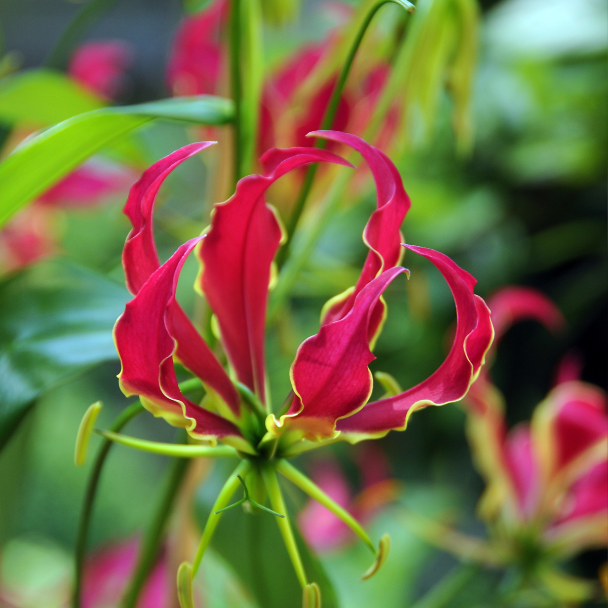 Flame Lily - 3 pcs. - Gloriosa 'Rothschildiana' - Root balls - Red