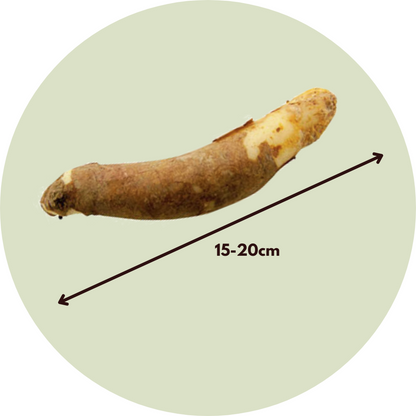 Flame Lily - 3 pcs. - Gloriosa 'Rothschildiana' - Root balls - Red