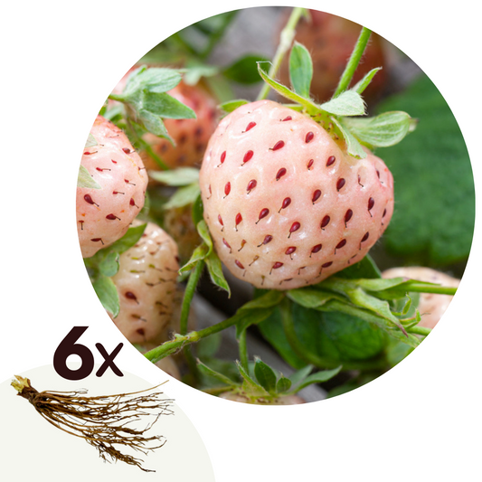 Strawberry - 6 pcs. - Fragaria 'White Pine' - Root balls - Green