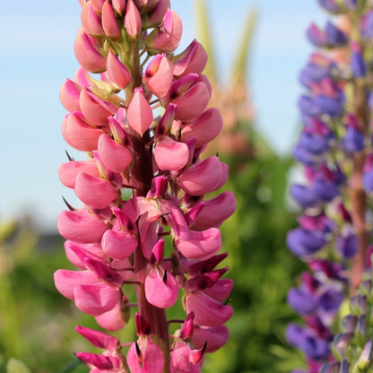 Lupine - 20 pcs. - Lupinus - Root balls