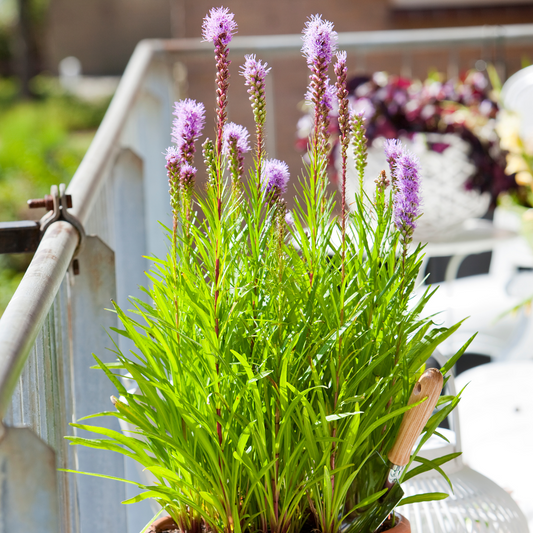 Blazing Star - 40 pcs. - Liatris - Root balls - Purple
