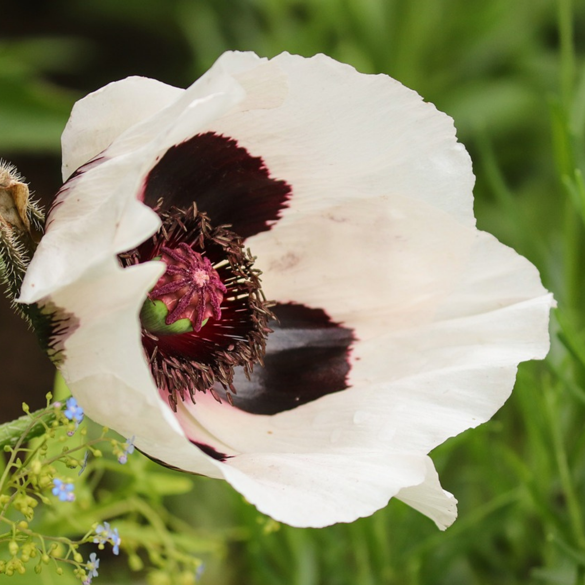 Poppy - Set of 10 - Papaver orientale - Rhizomes