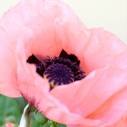 Poppy - Set of 10 - Papaver orientale - Rhizomes