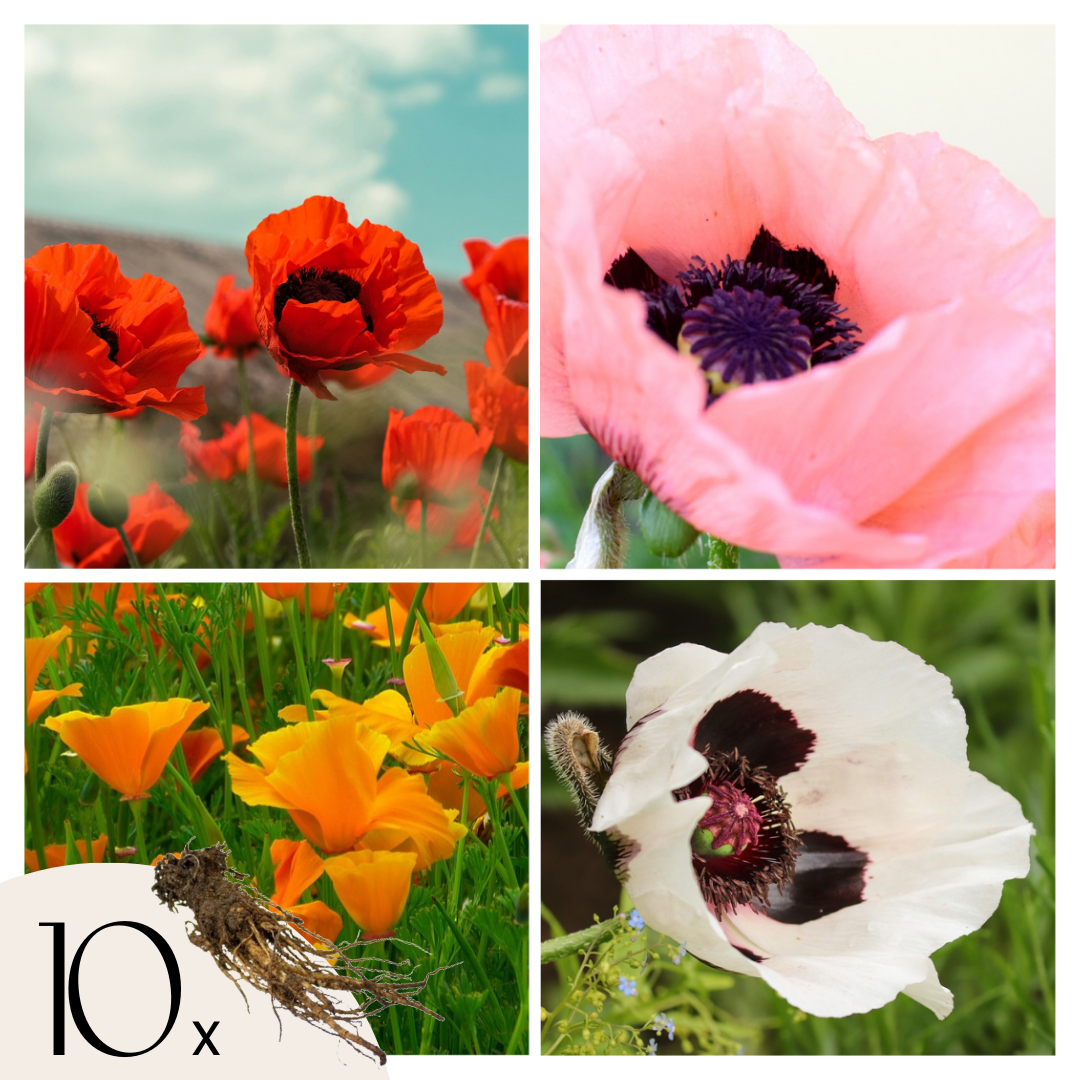 Poppy - Set of 10 - Papaver orientale - Rhizomes