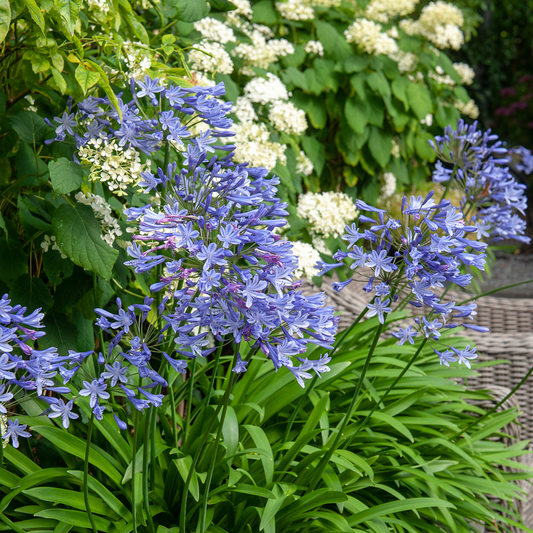 African Lily - 6 pcs. - Agapanthus africanus - Root balls - Blue