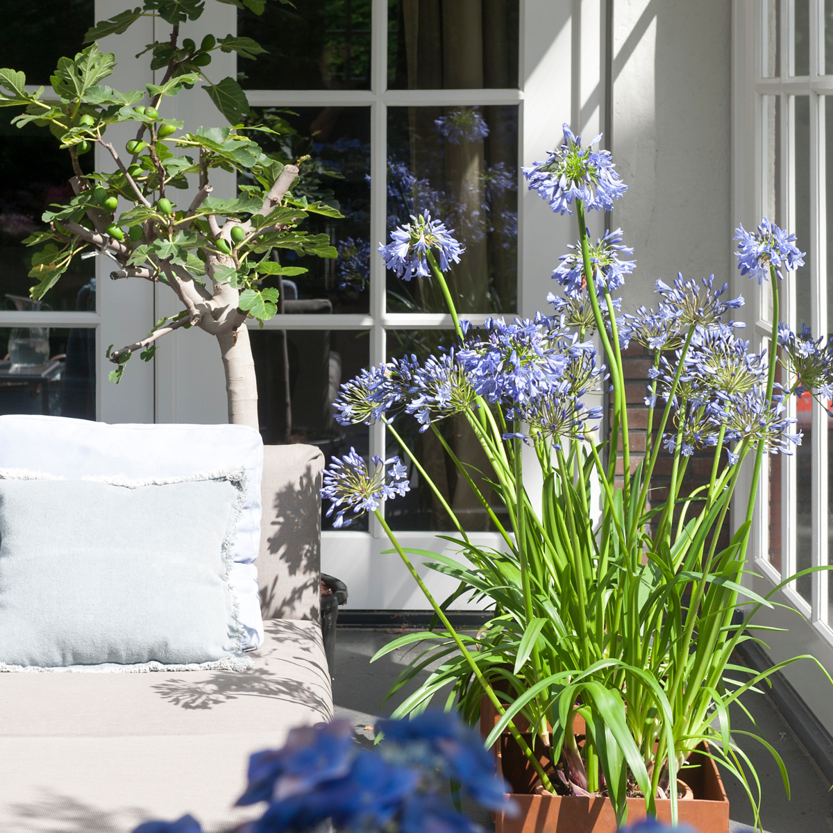 African Lily - 6 pcs. - Agapanthus africanus - Root balls - Blue