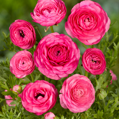 Buttercups - 80 pcs. - Ranunculus - Flower Bulbs