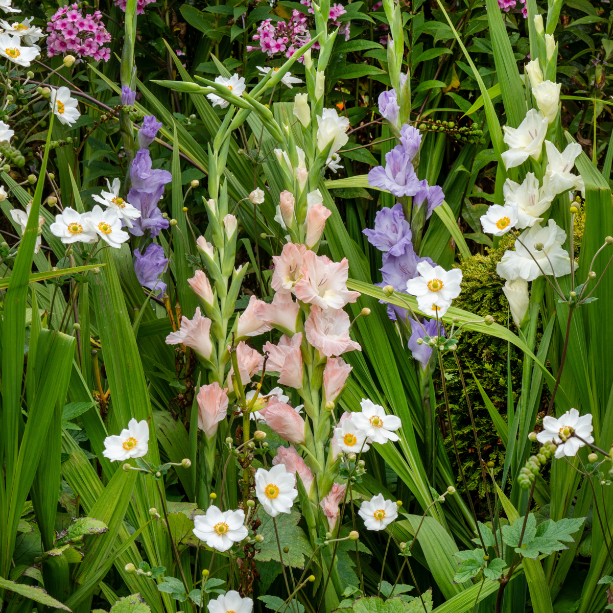 Sword Lily - 60 pcs. - Gladiolus Pastel Mix - Flower Bulbs