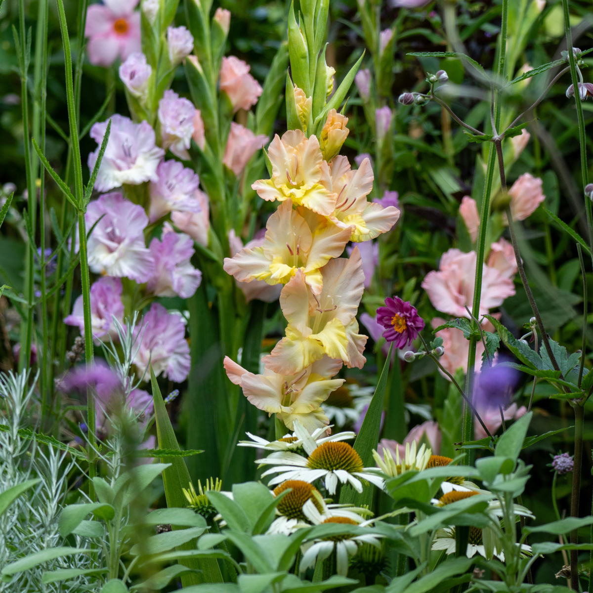 Sword Lily - 60 pcs. - Gladiolus Pastel Mix - Flower Bulbs