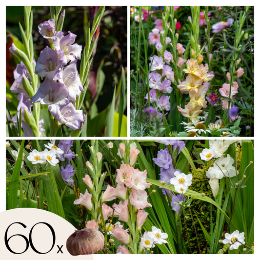 Sword Lily - 60 pcs. - Gladiolus Pastel Mix - Flower Bulbs
