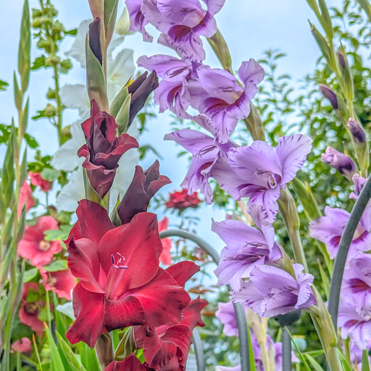 Sword Lily - 21 pcs. - Gladiolus 'Passos' - Flower Bulbs - Purple