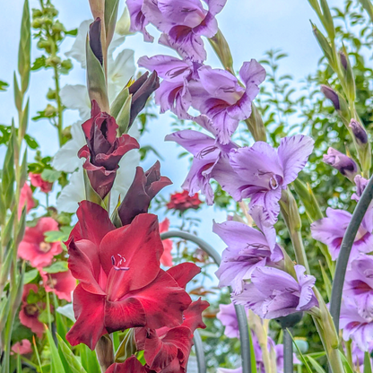 Sword Lily - 21 pcs. - Gladiolus 'Passos' - Flower Bulbs - Purple