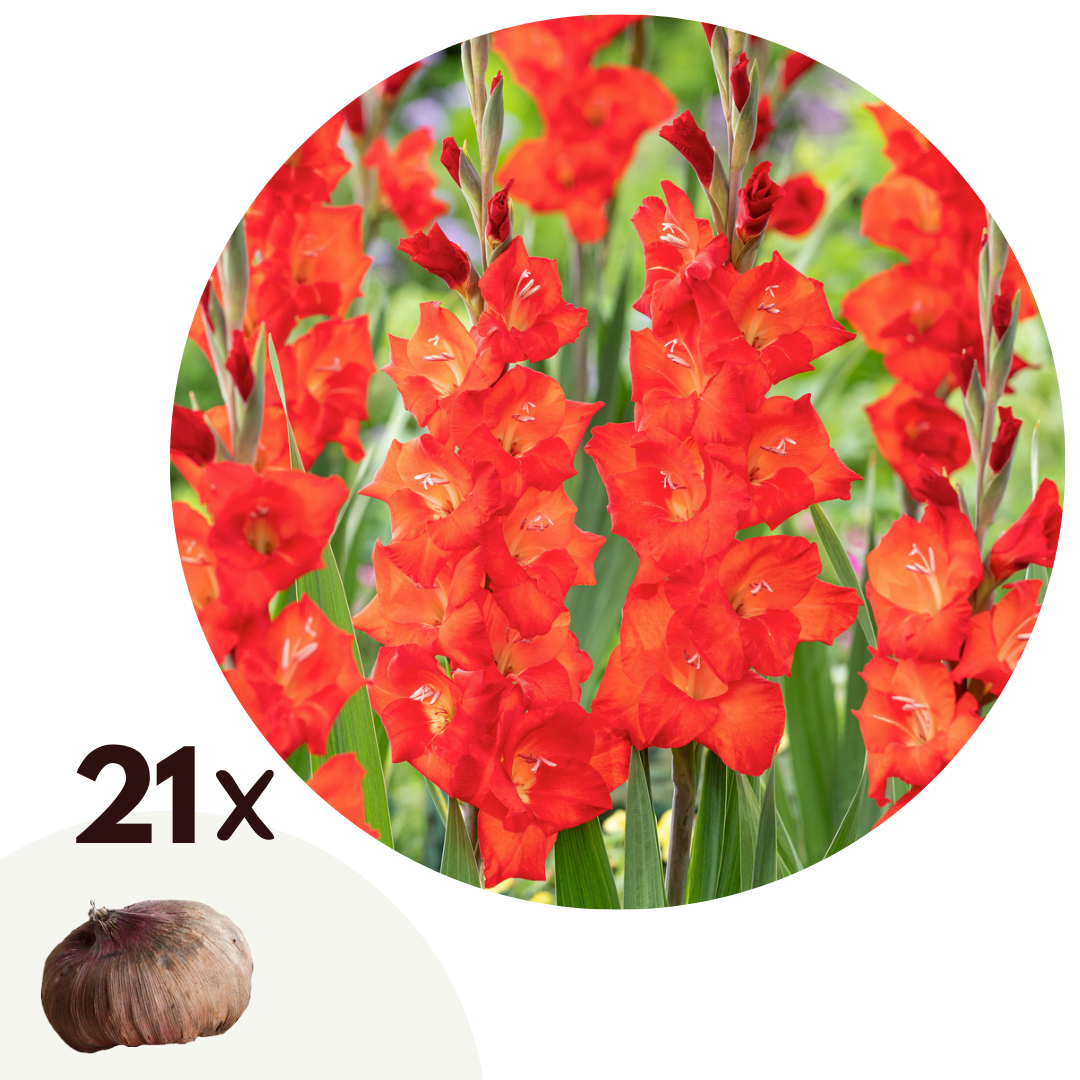 Sword Lily - 21 pcs. - Gladiolus 'Glamini Patty' - Flower Bulbs - Red