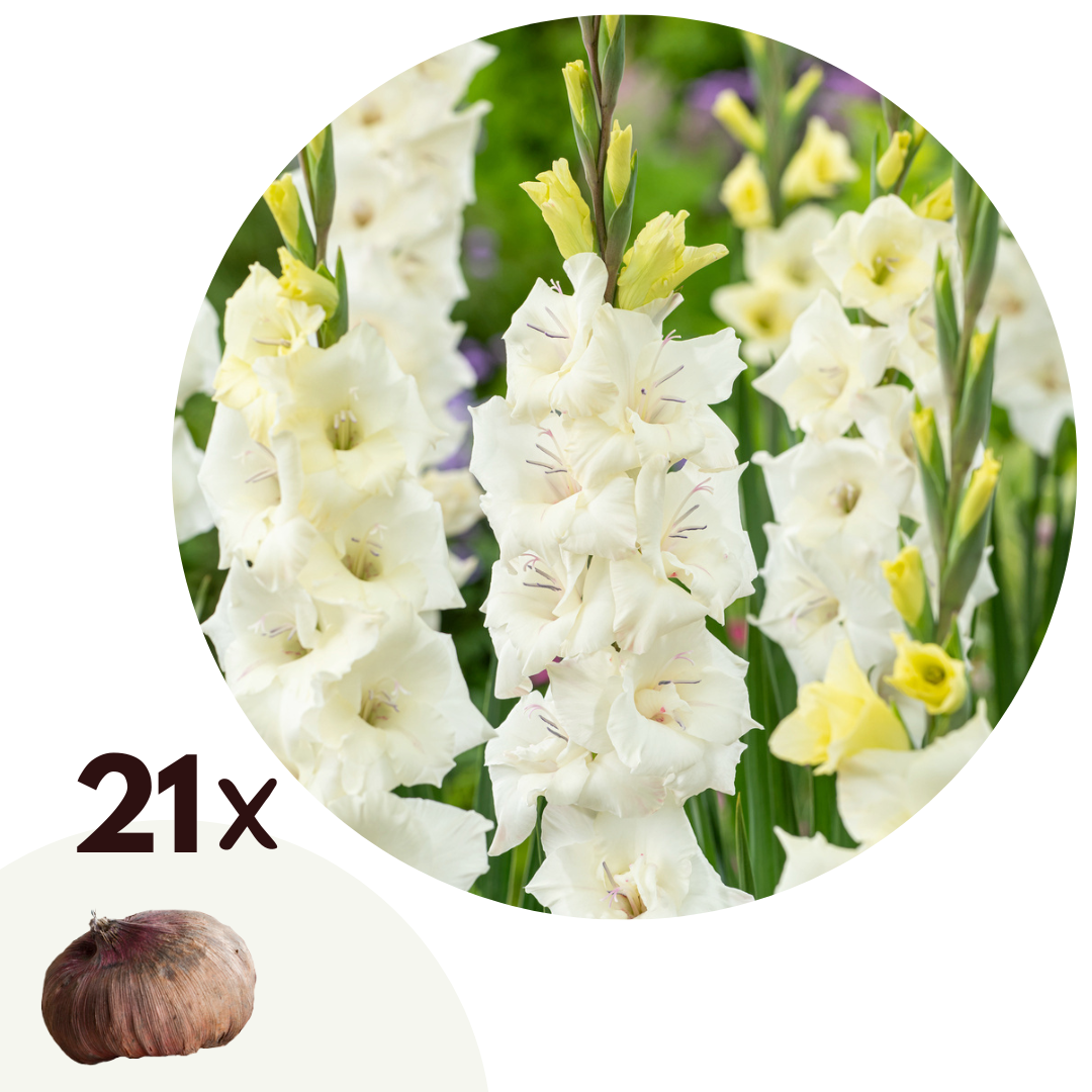 Sword Lily - 21 pcs. - Gladiolus 'Glamini Amber' - Flower Bulbs - White