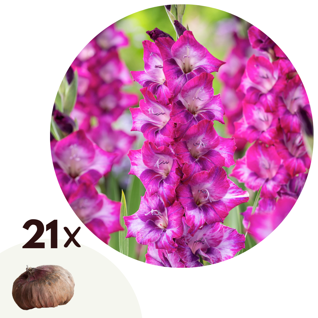Sword Lily - 21 pcs. - Gladiolus 'Glamini Kim' - Flower Bulbs - Pink