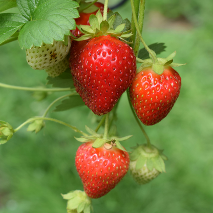 Strawberry plant - 10 pcs. - Fragaria elsanta - Root balls - Red