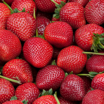 Strawberry plant - 10 pcs. - Fragaria elsanta - Root balls - Red