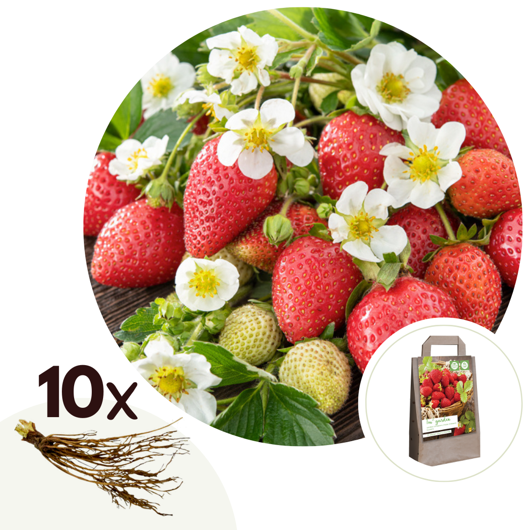 Strawberry plant - 10 pcs. - Fragaria elsanta - Root balls - Red