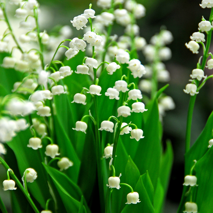 Lily of the Valley - 10 pcs. - Convallaria 'Majalis' - Flower Bulbs - White