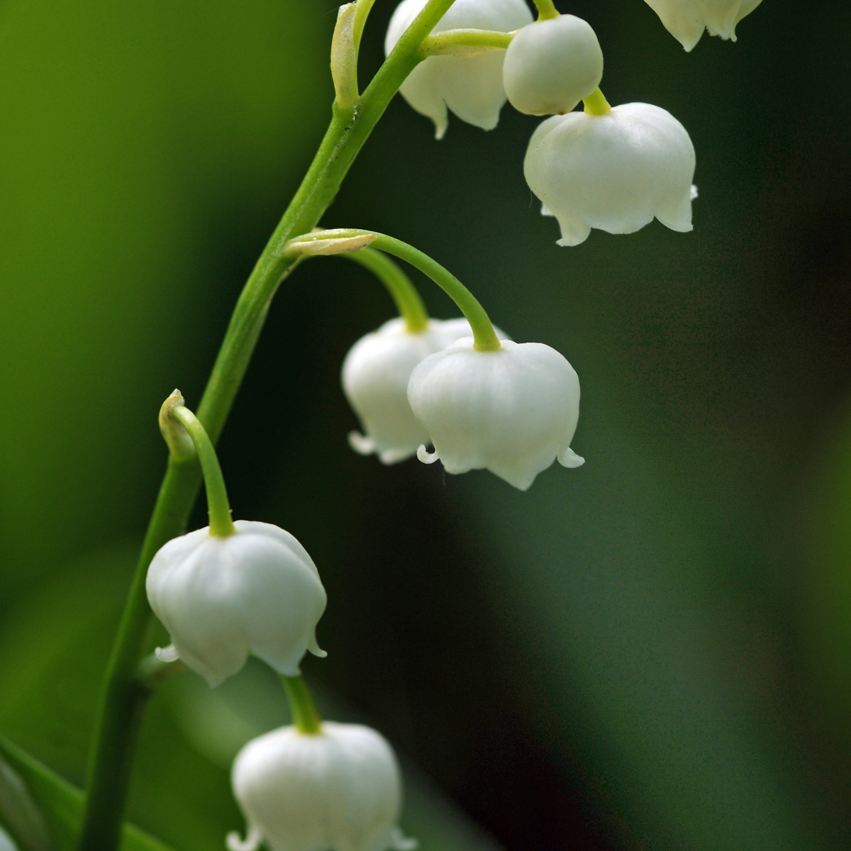 Lily of the Valley - 10 pcs. - Convallaria 'Majalis' - Flower Bulbs - White