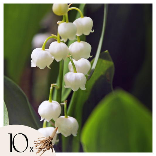 Lily of the Valley - 10 pcs. - Convallaria 'Majalis' - Flower Bulbs - White
