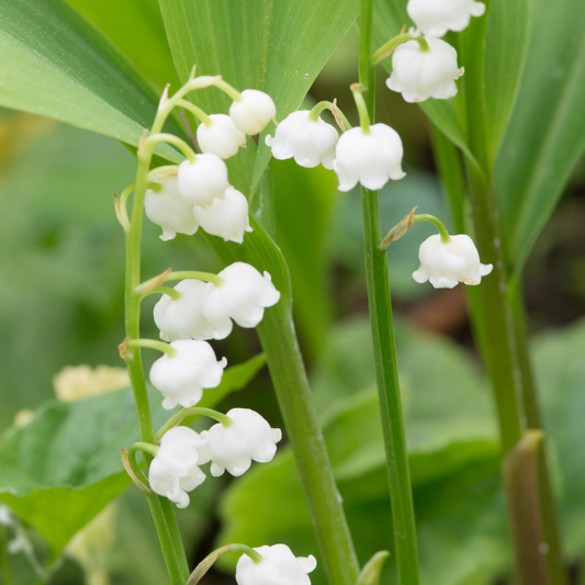 Lily of the Valley - 20 pcs. - Convallaria 'Majalis' - Flower Bulbs - White