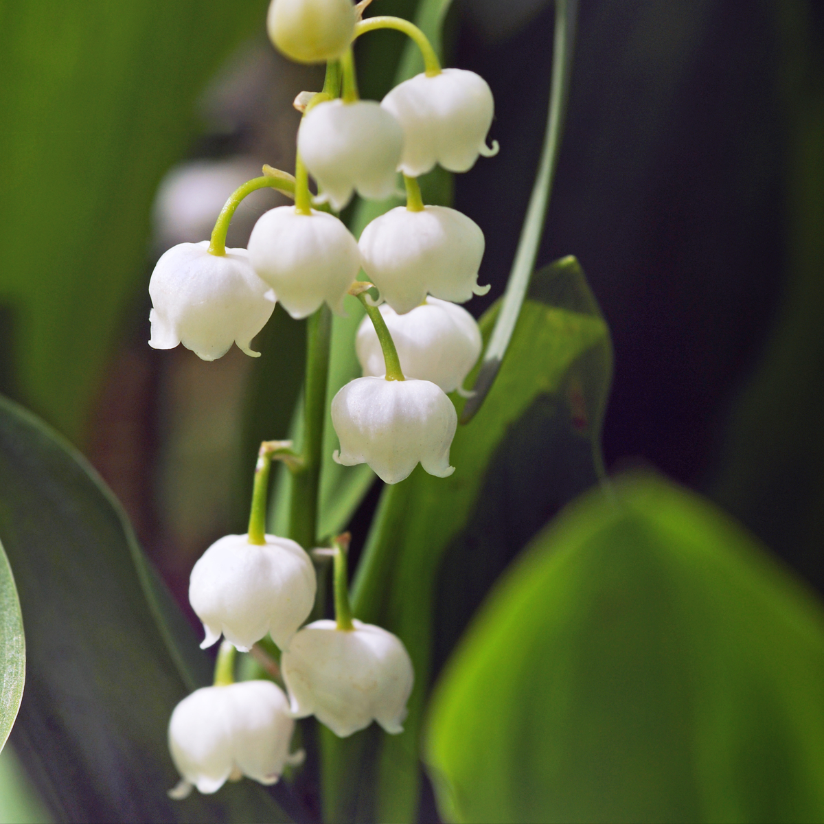 Lily of the Valley - 20 pcs. - Convallaria 'Majalis' - Flower Bulbs - White