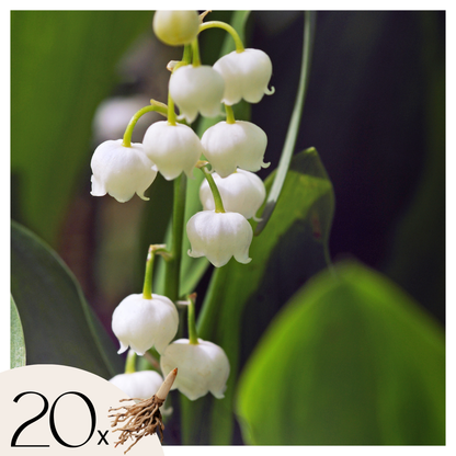 Lily of the Valley - 20 pcs. - Convallaria 'Majalis' - Flower Bulbs - White