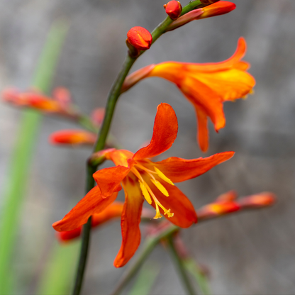 Montbretia - 50 pcs. - Crocosmia curtonus 'Lucifer' - Flower Bulbs - Red