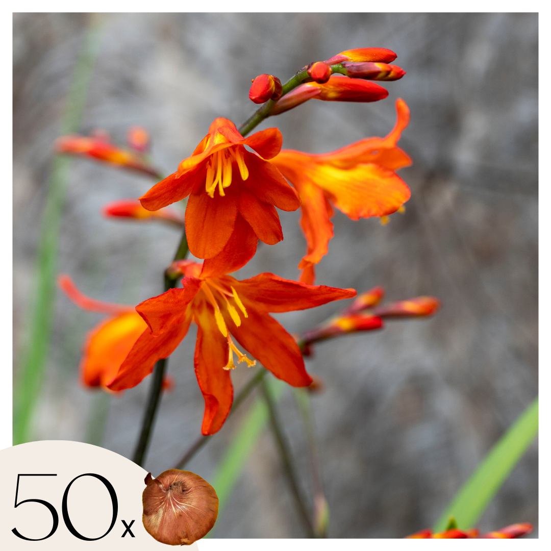 Montbretia - 50 pcs. - Crocosmia curtonus 'Lucifer' - Flower Bulbs - Red