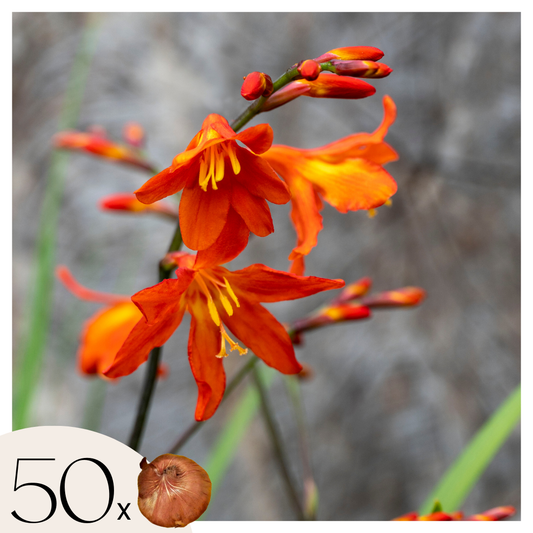 Montbretia - 50 pcs. - Crocosmia curtonus 'Lucifer' - Flower Bulbs - Red