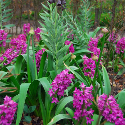 Hyacinth Bulbs - Set of 10 - Hyacinthus 'Purple Voice' - Flower Bulbs