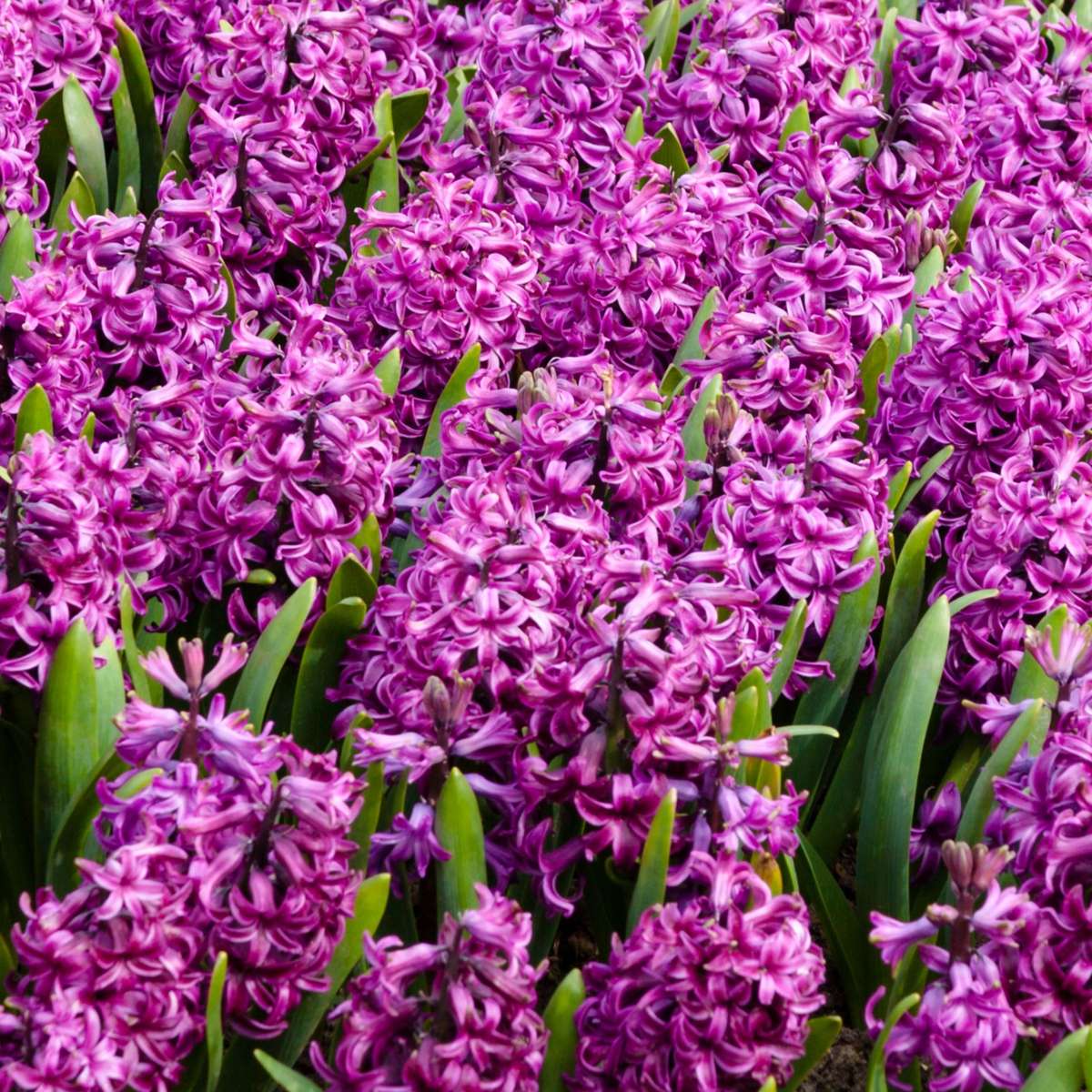 Hyacinth Bulbs - Set of 10 - Hyacinthus 'Purple Voice' - Flower Bulbs
