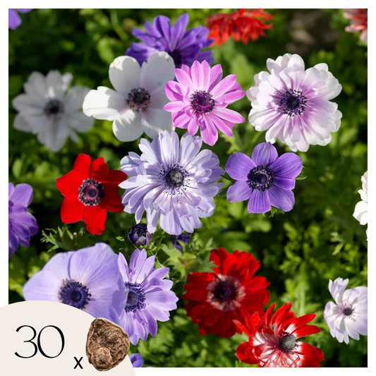 Anemone - 30 pcs. - Anemoon de Caen - Flower Bulbs